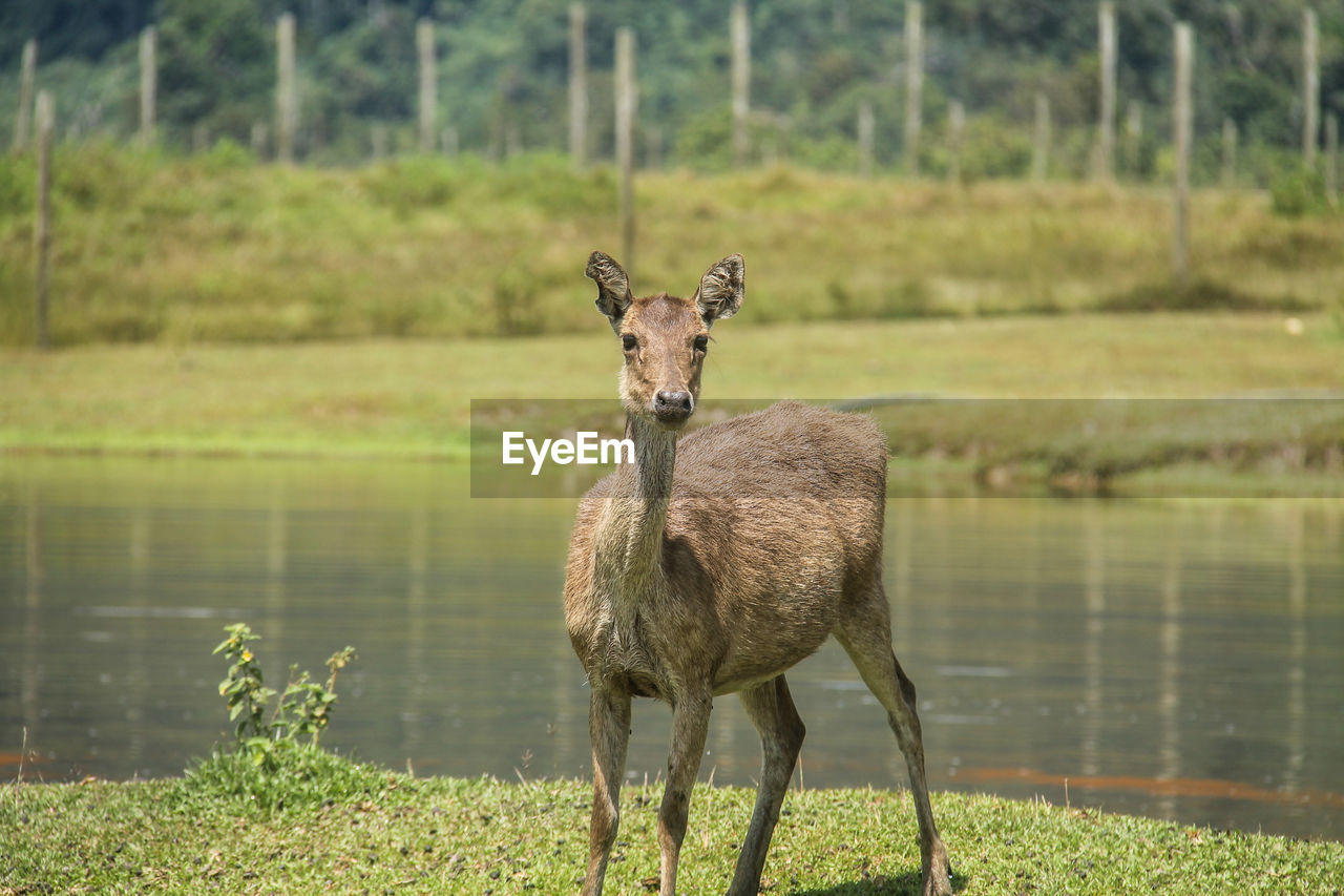 PORTRAIT OF GIRAFFE STANDING ON FIELD AGAINST TREES