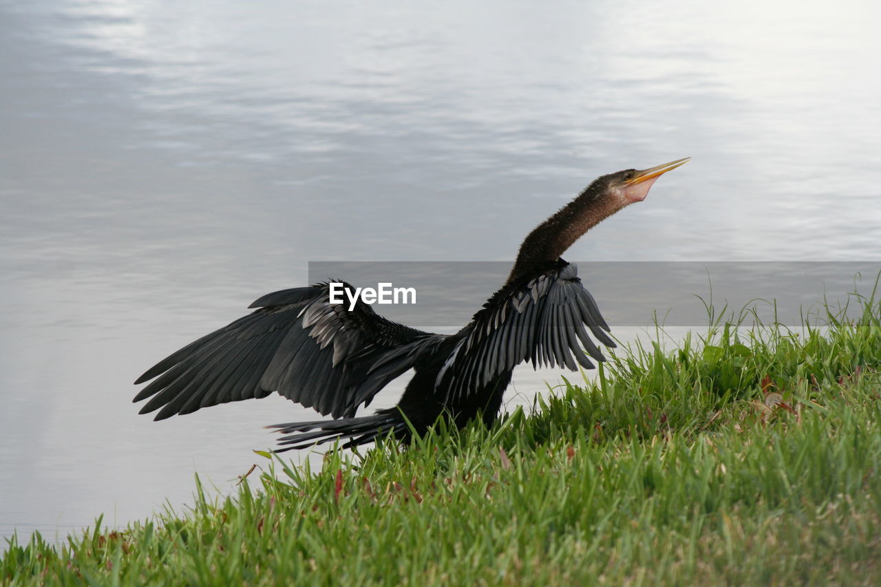 Close-up of bird on grass by lake