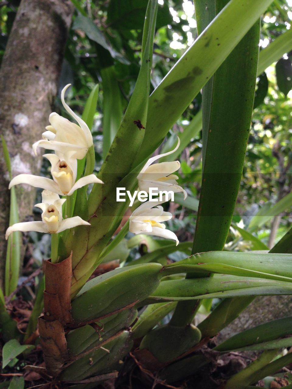 White orchids and plants growing outdoors