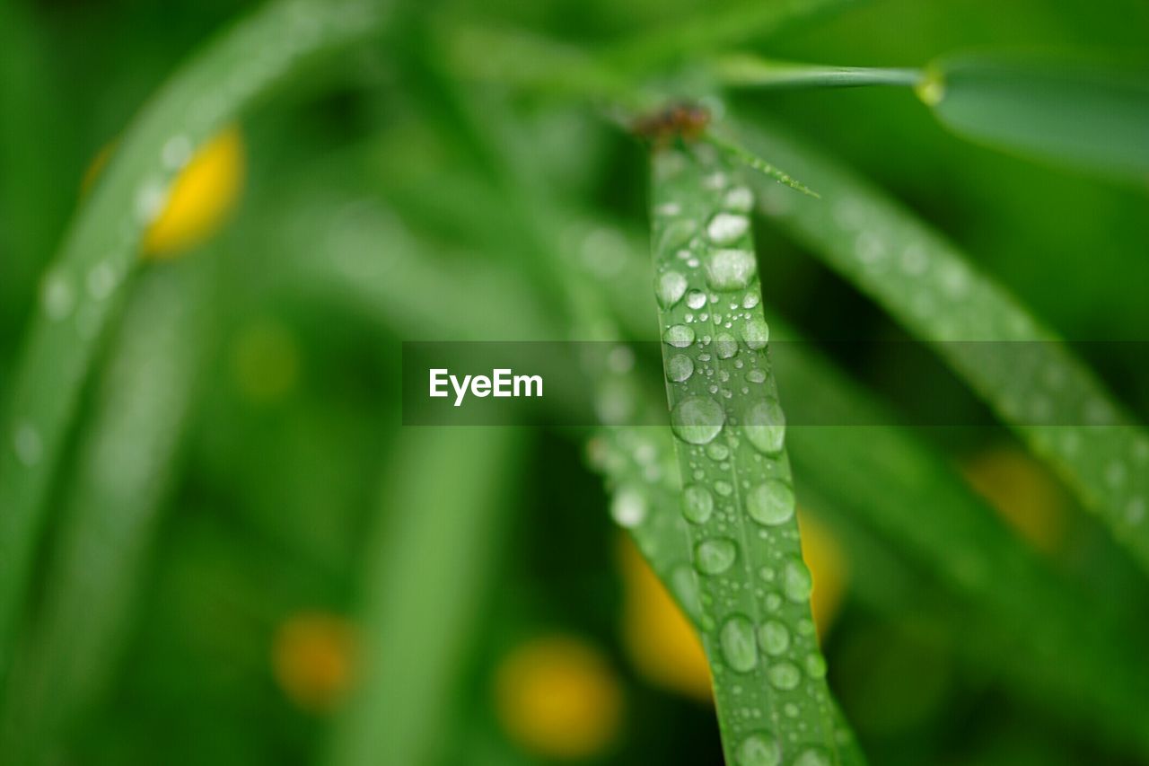 CLOSE-UP OF WATER DROPS ON PLANT