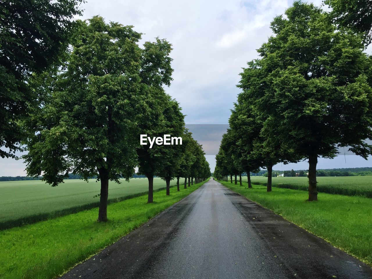 Empty road along trees