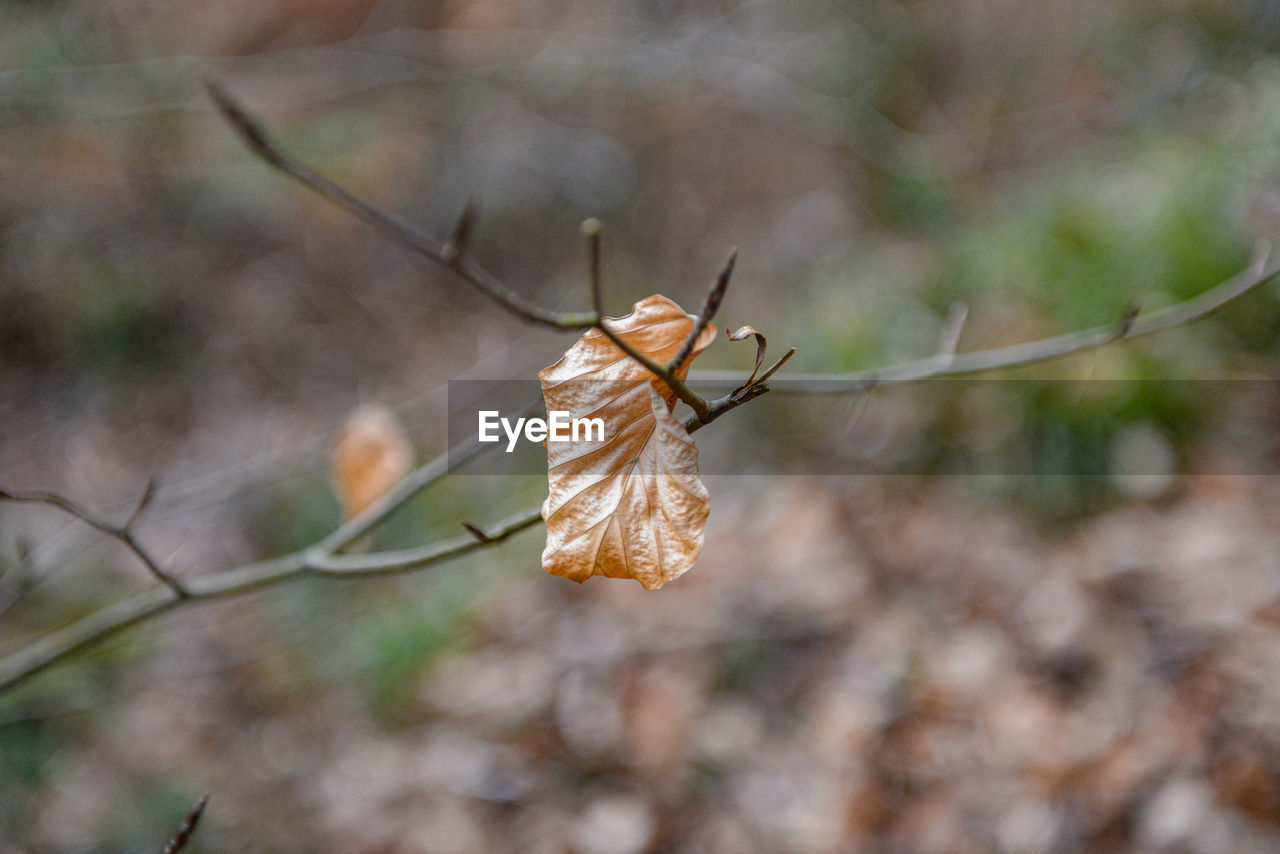 Close-up of dry leaf on plant