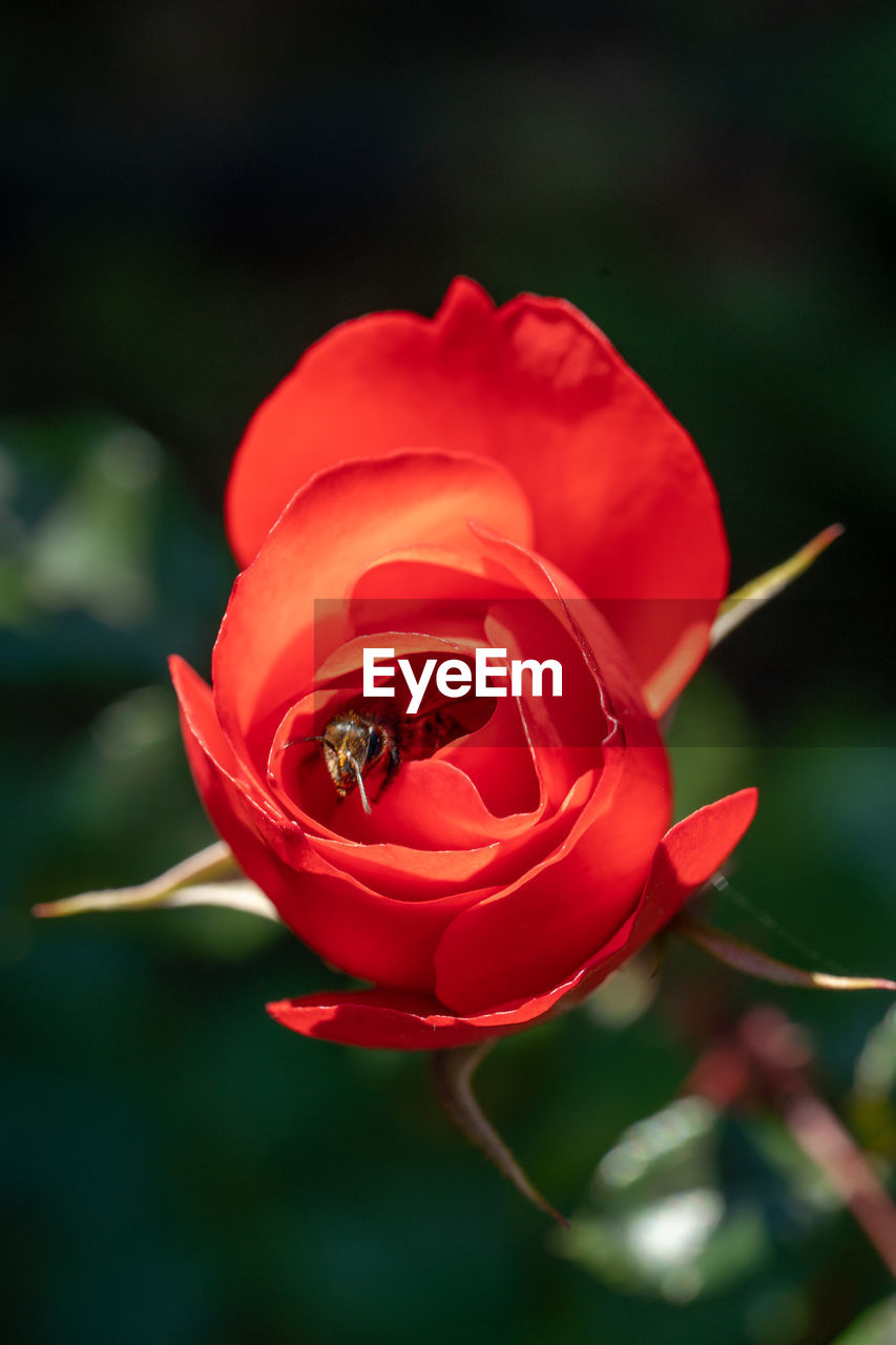 Close-up of red rose