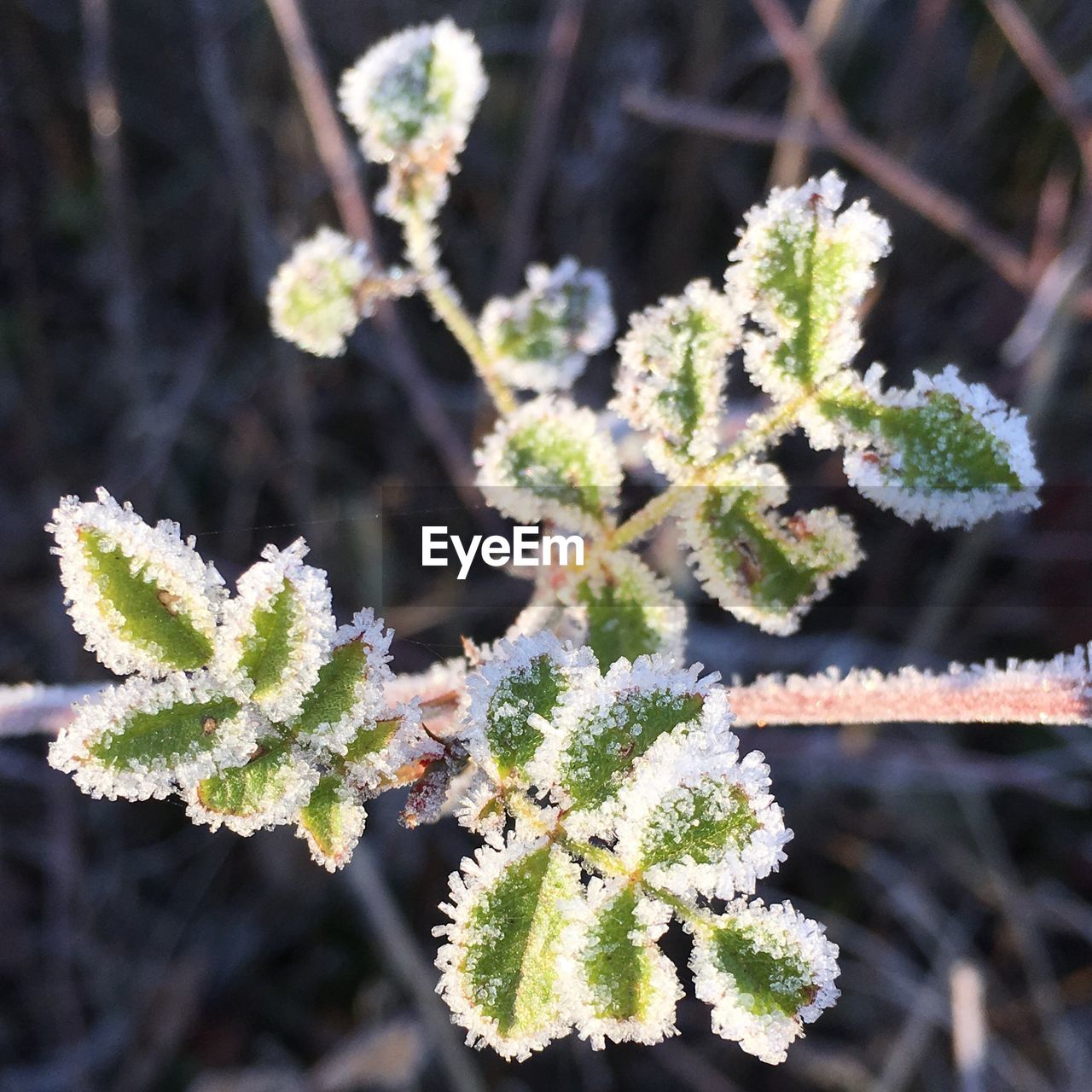 CLOSE-UP OF SNOW ON PLANT