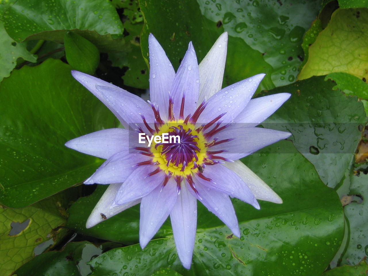 MACRO SHOT OF LOTUS WATER LILY