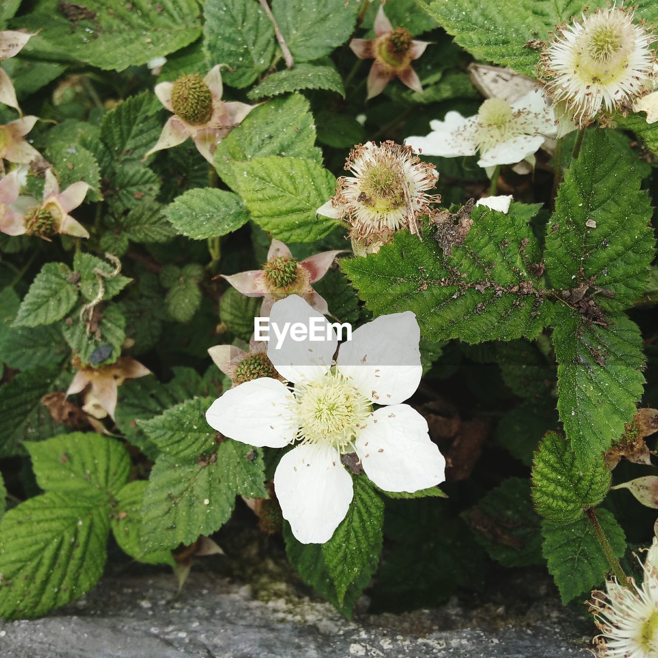 CLOSE-UP OF WHITE FLOWER