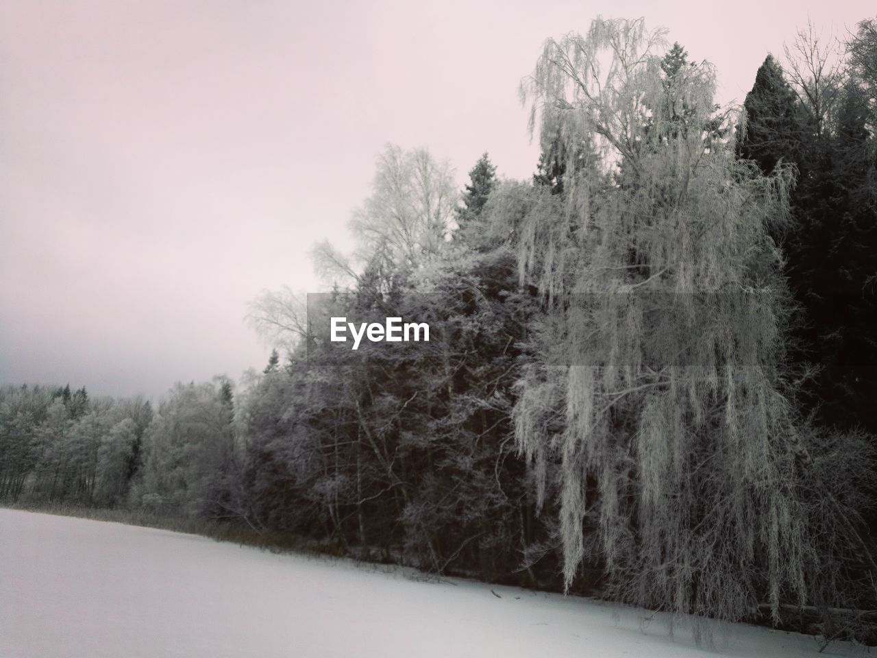 SNOW COVERED TREES IN FOREST