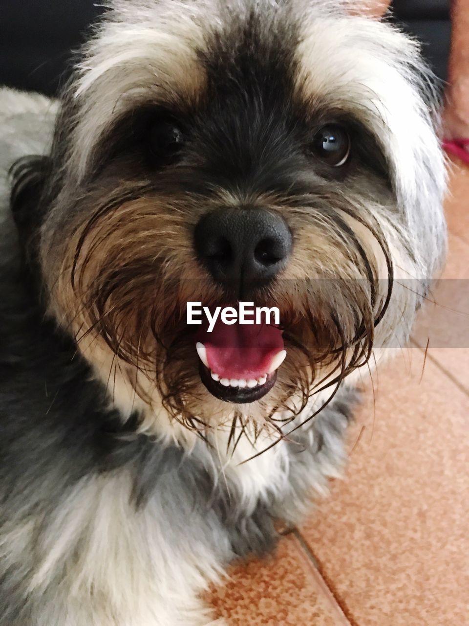 CLOSE-UP PORTRAIT OF BROWN DOG YAWNING