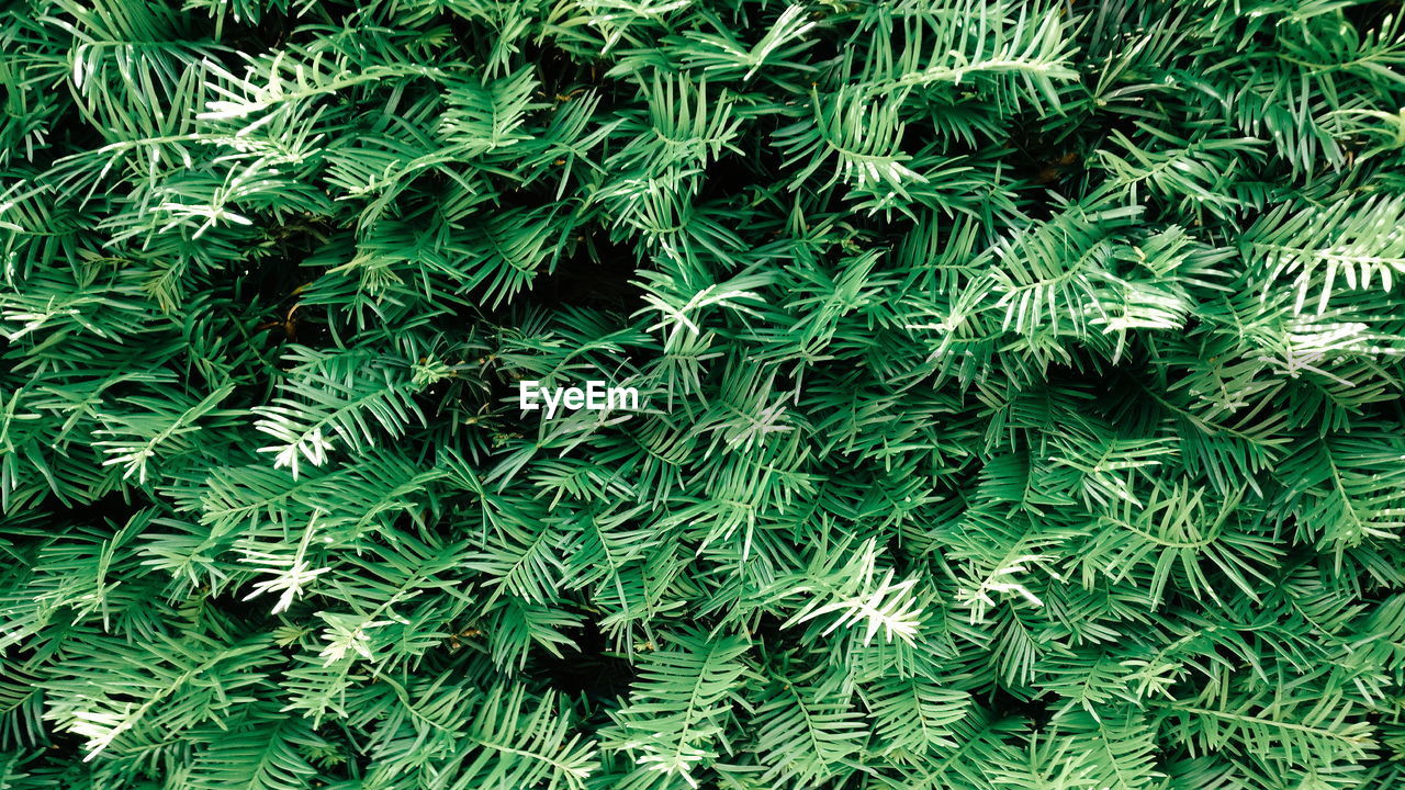 FULL FRAME SHOT OF PINE TREES