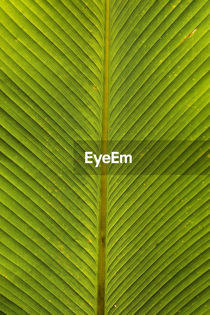 Full frame shot of palm leaf