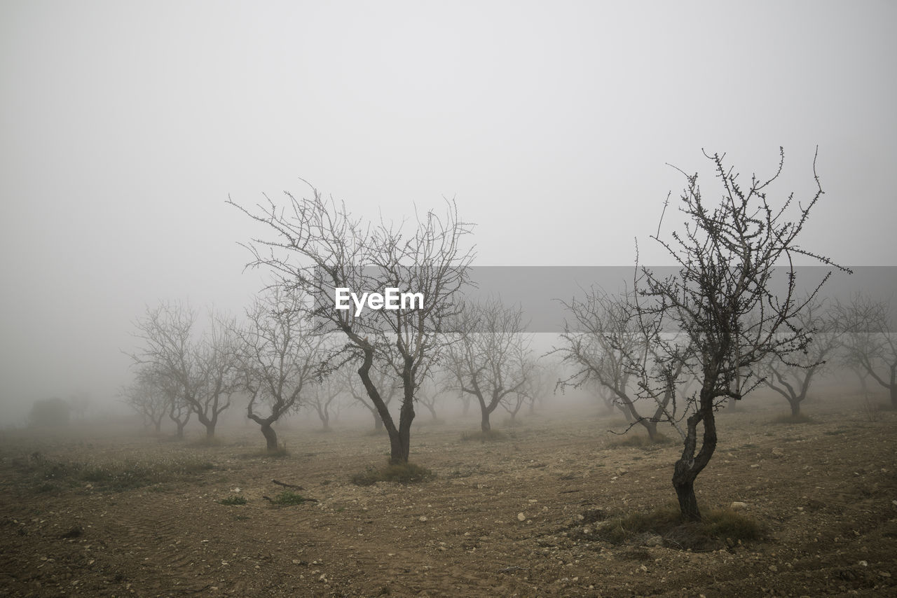 Fruit trees between the fog, zaragoza province in spain.