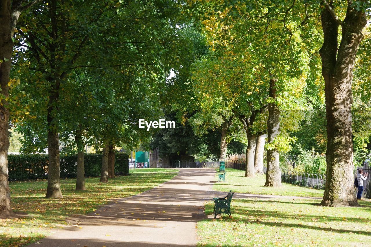 Trees on landscape