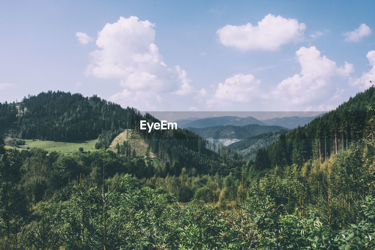 Scenic view of forest against sky