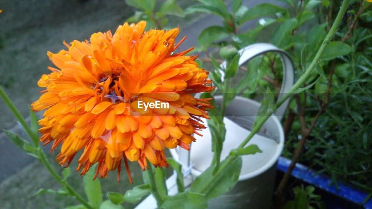 CLOSE-UP OF HONEY BEE ON ORANGE FLOWER