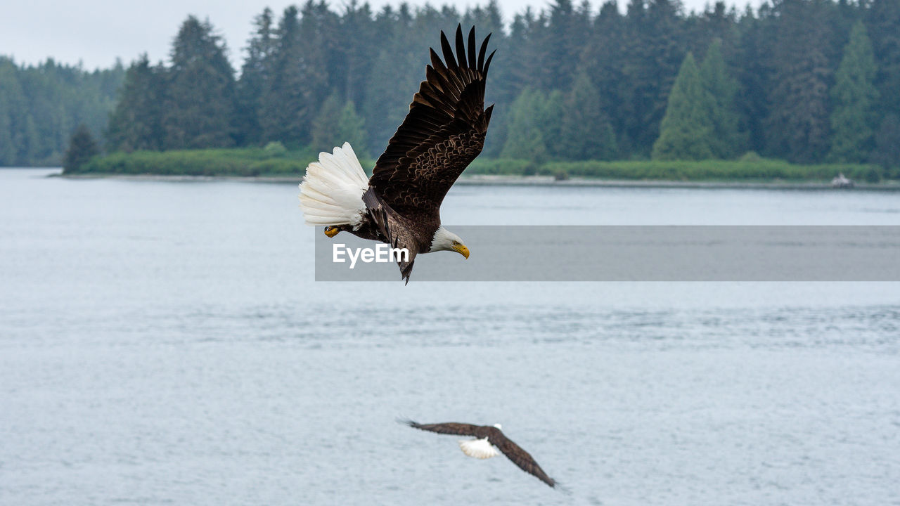 High angle view of eagles flying over sea