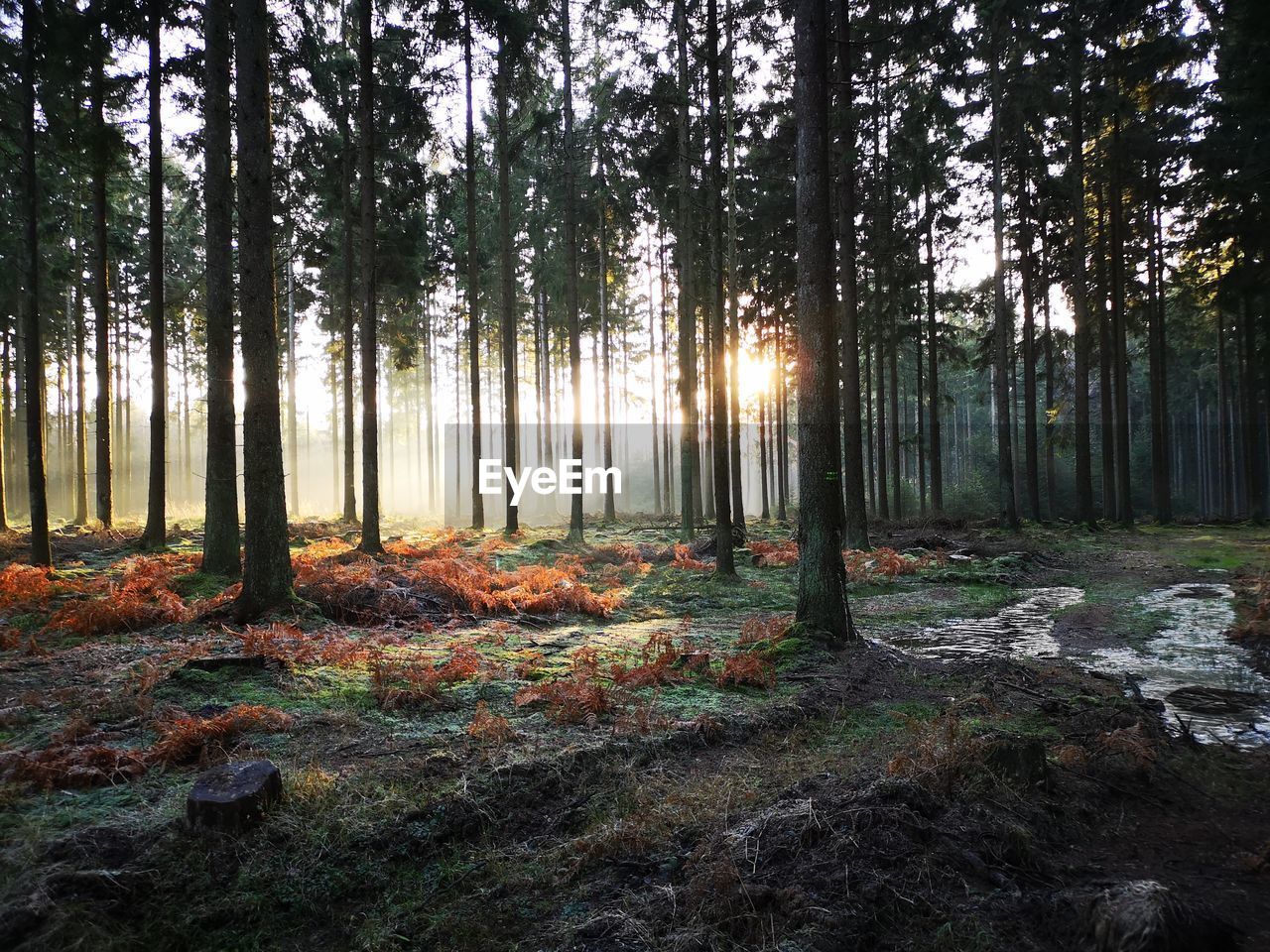 SUNLIGHT STREAMING THROUGH PLANTS IN FOREST