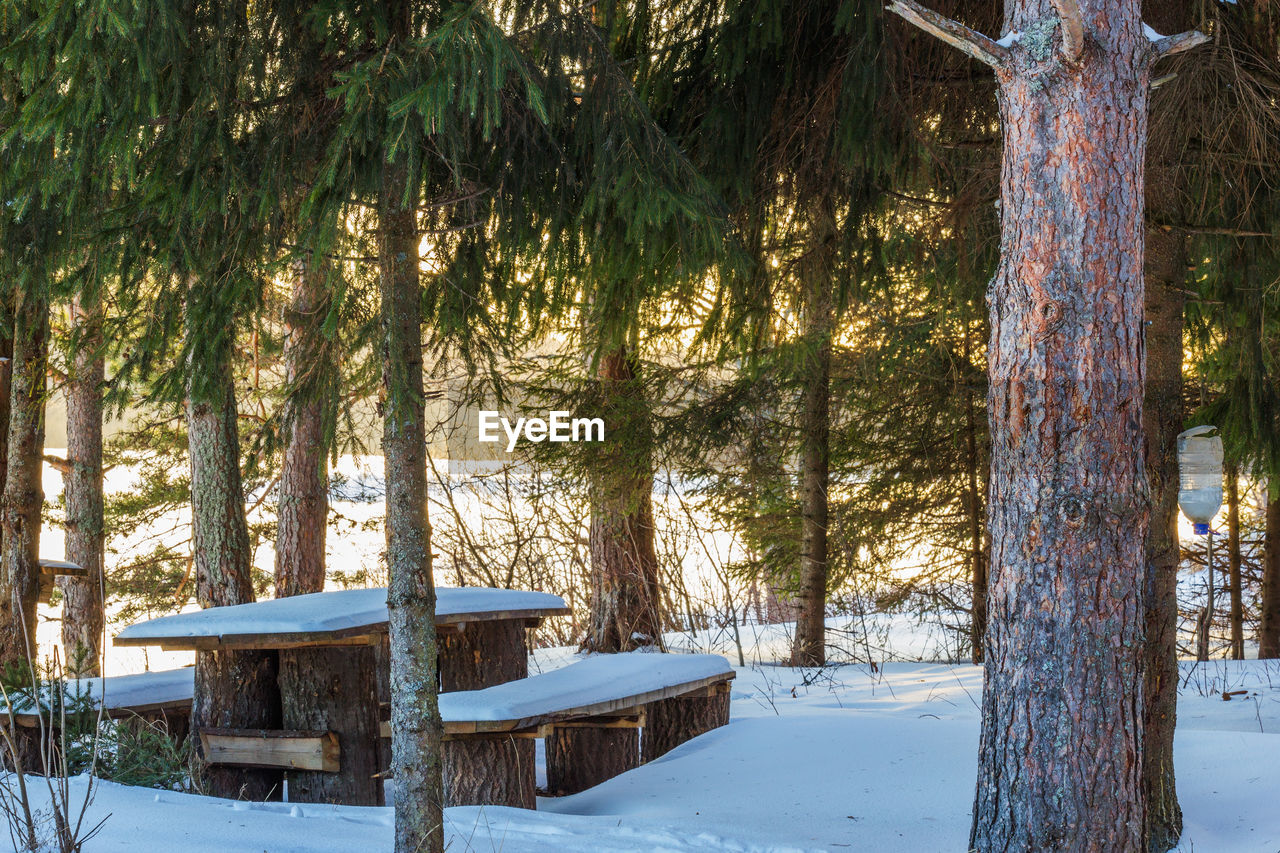 Trees in forest during winter