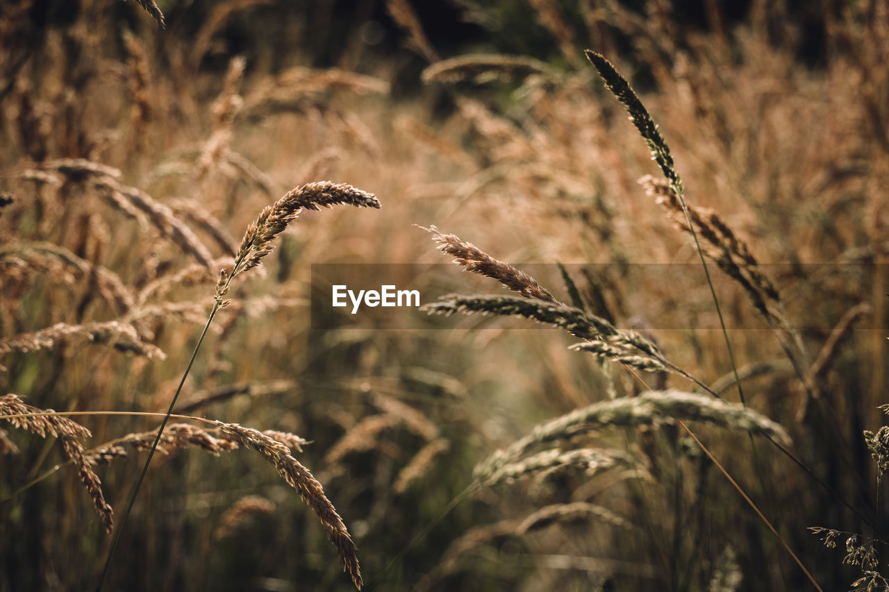 Close-up of grass growing on field