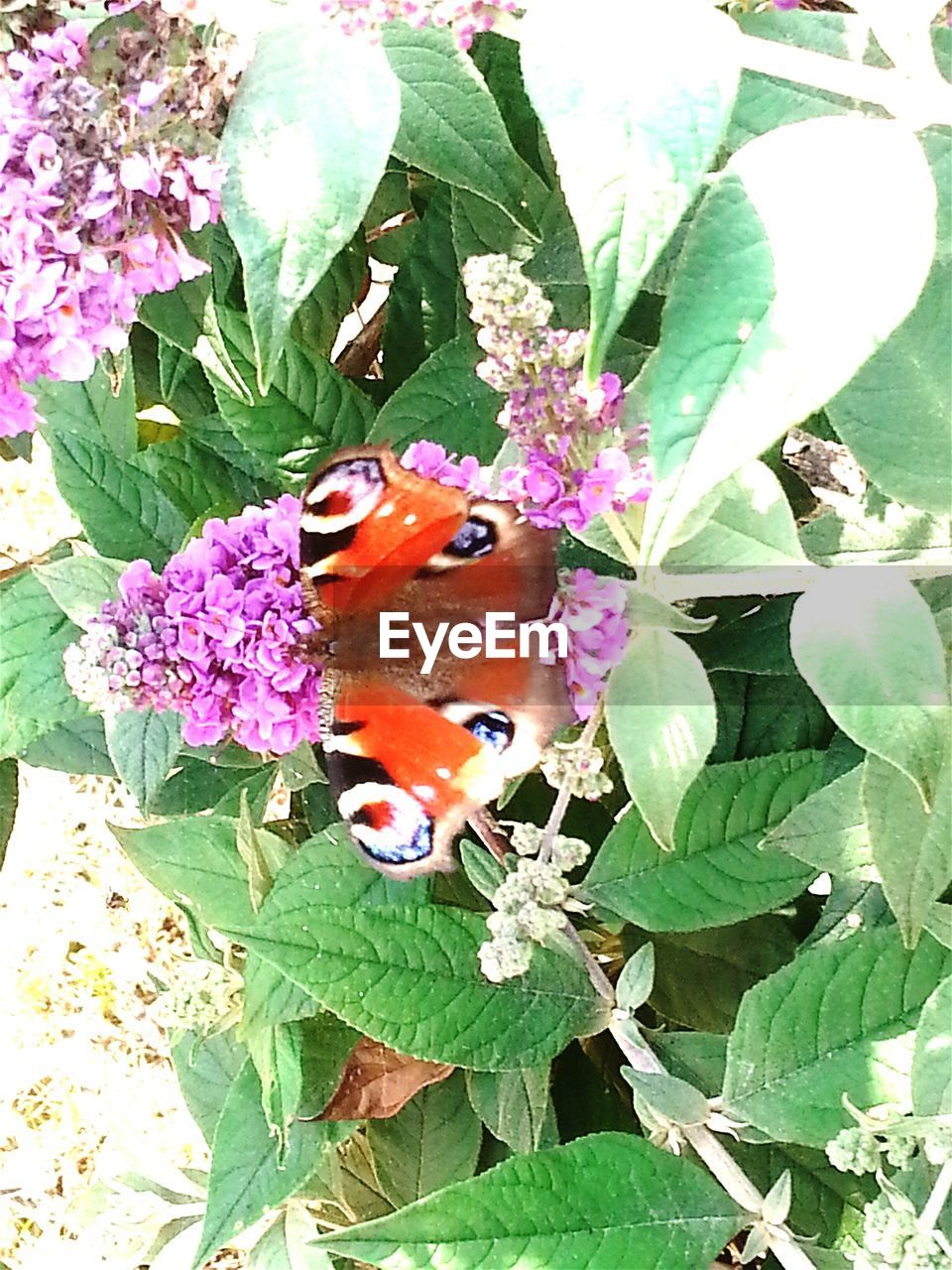 BUTTERFLY PERCHING ON LEAF