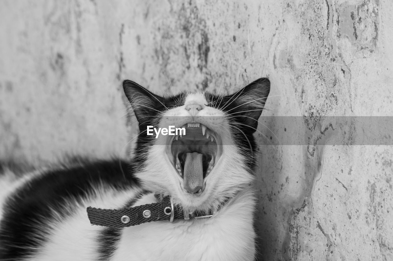 Close-up of yawning cat