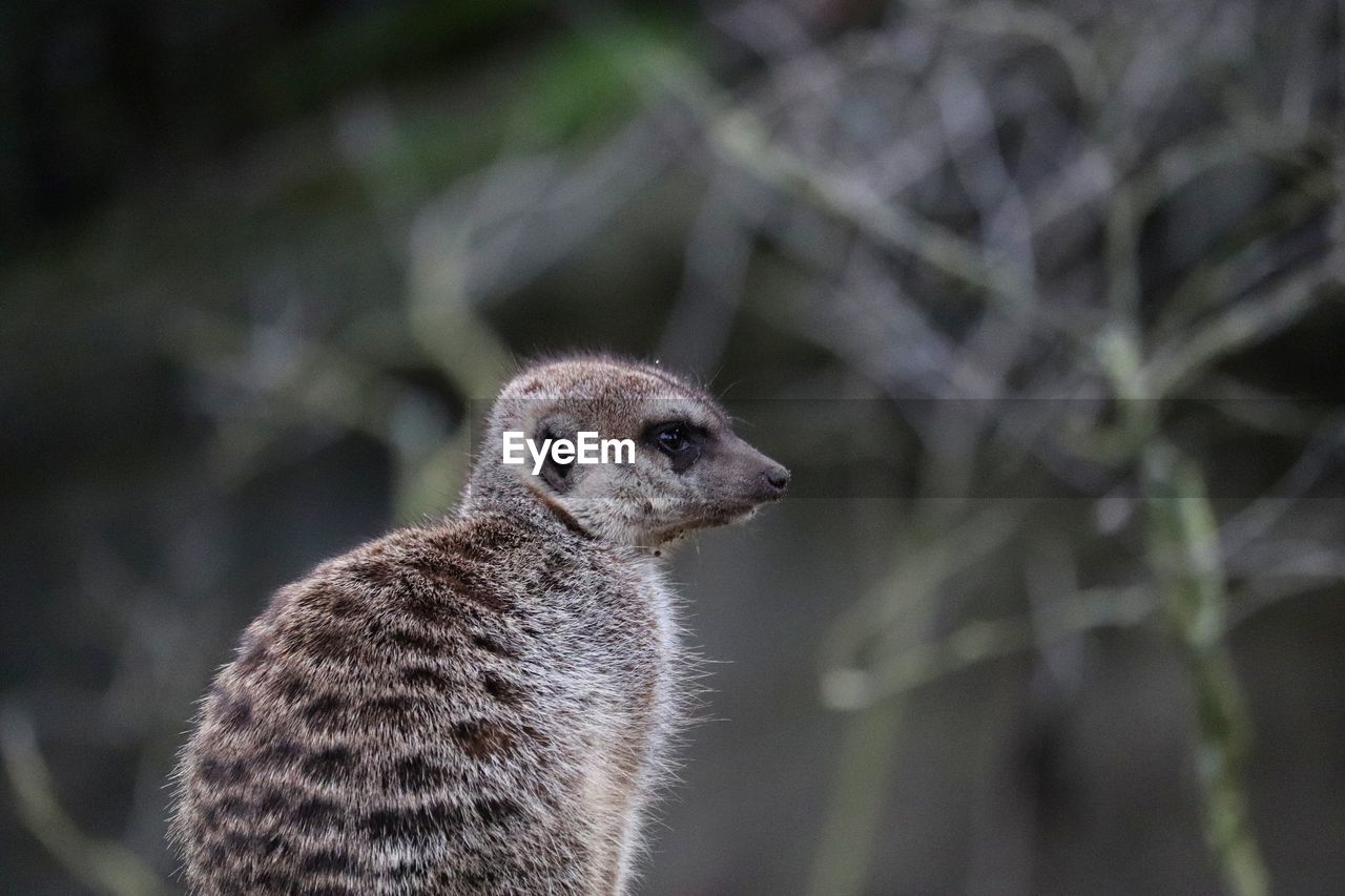 Close-up of an animal