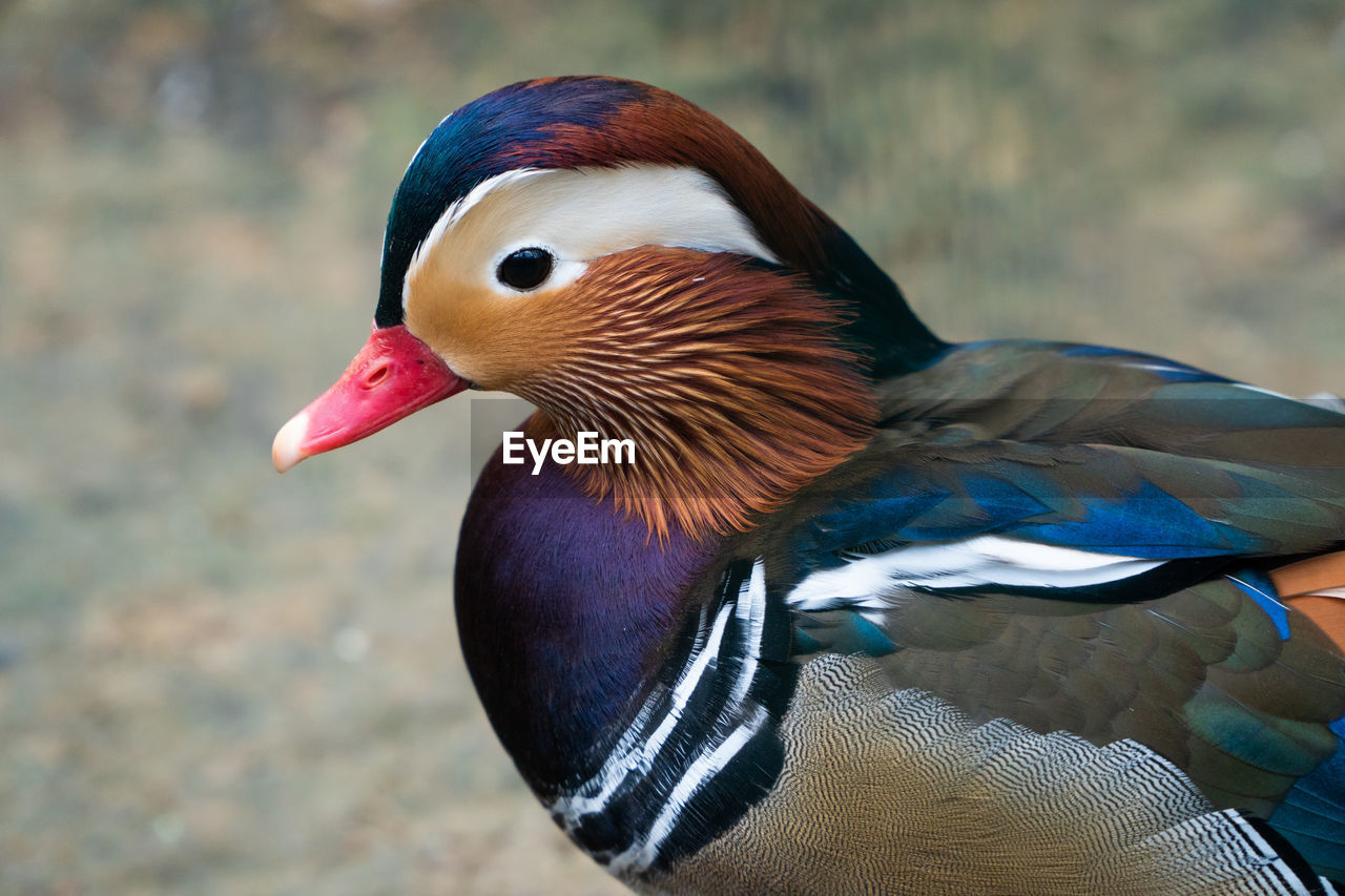 Beautiful close up mandarin duck