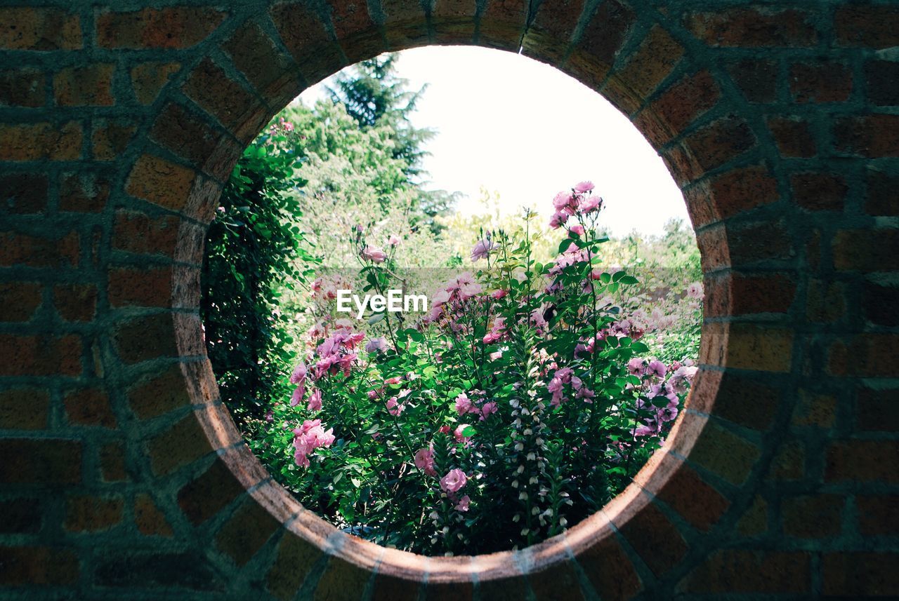 View of plants through window