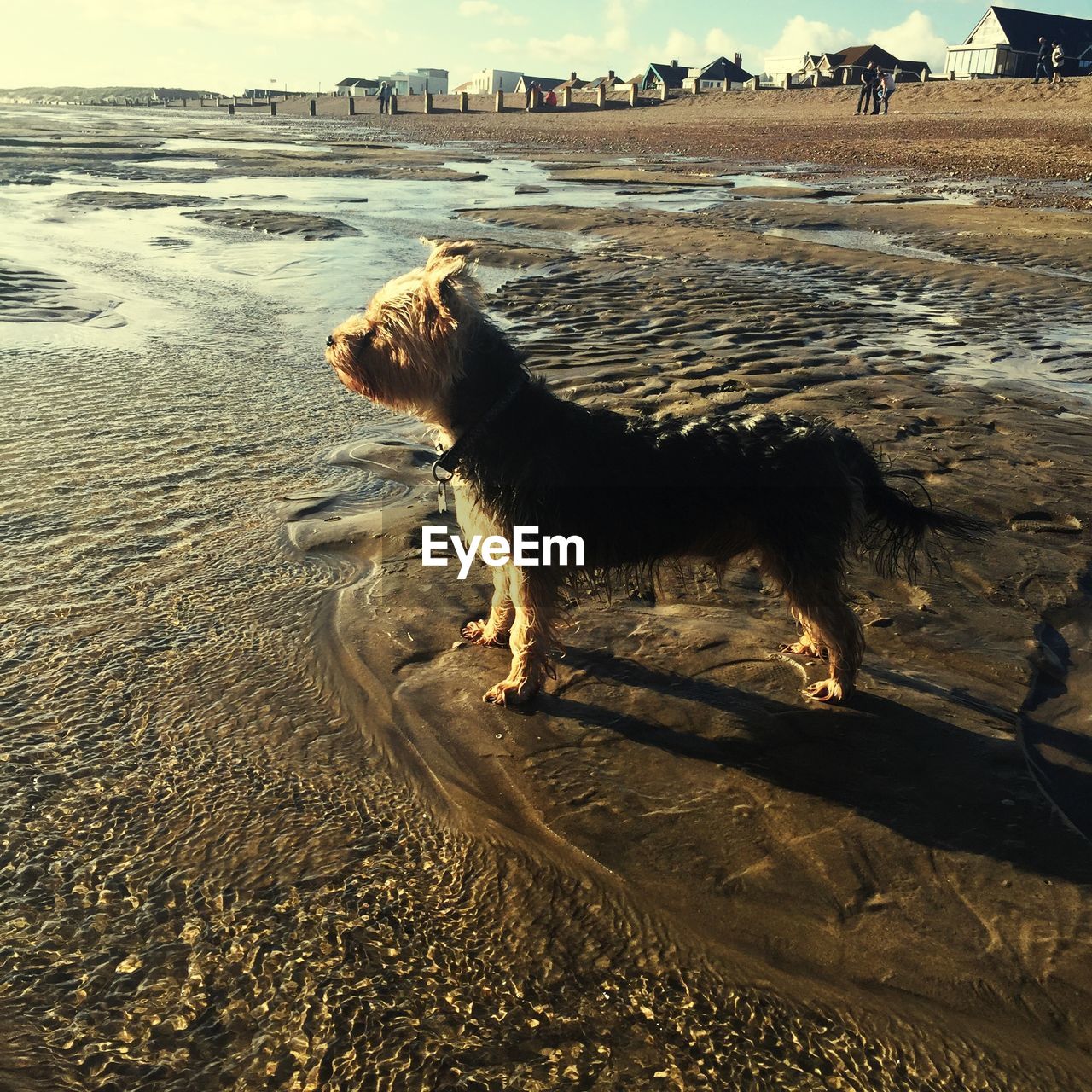 Yorkshire terrier on shore