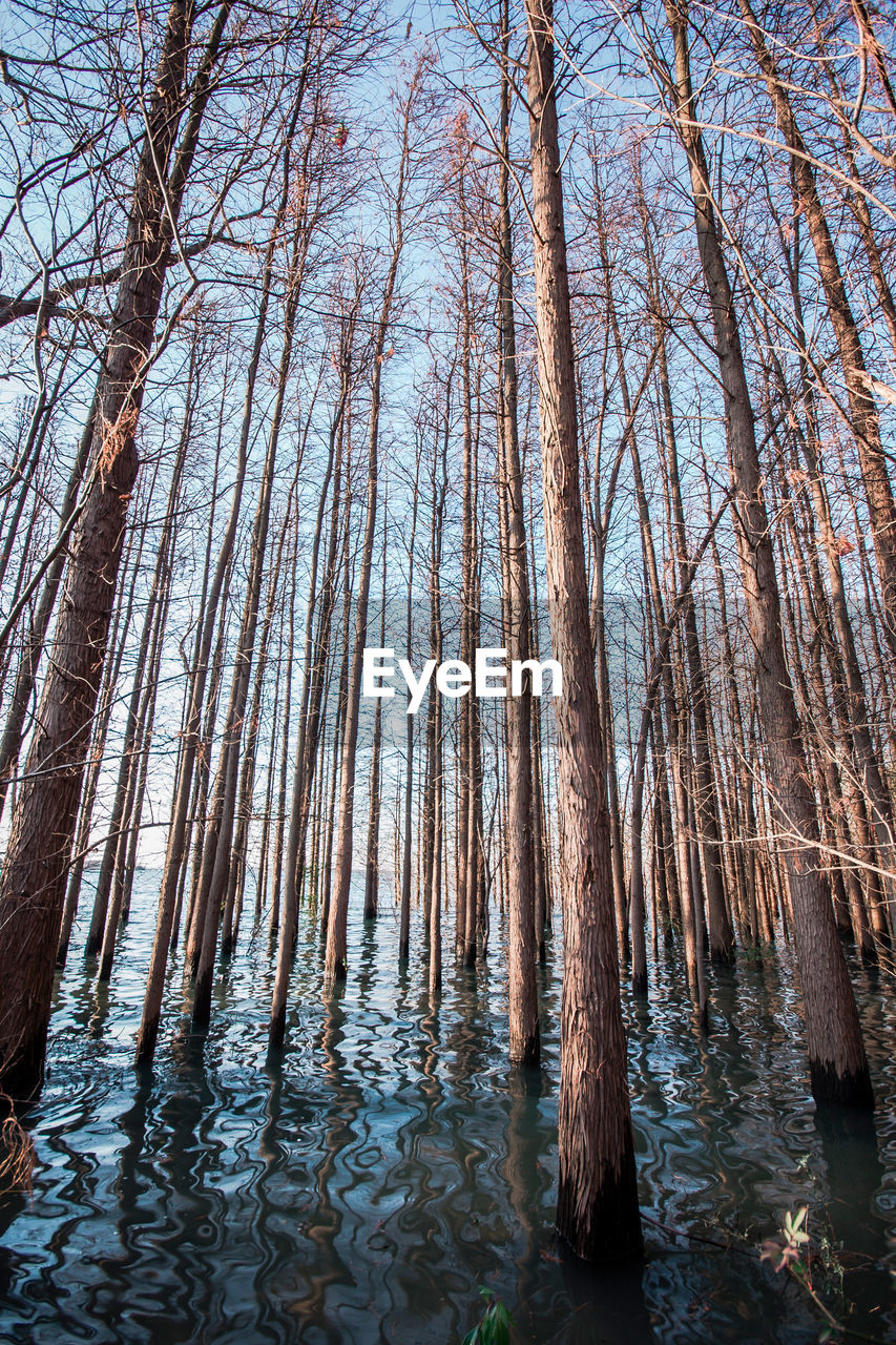 Trees against sky