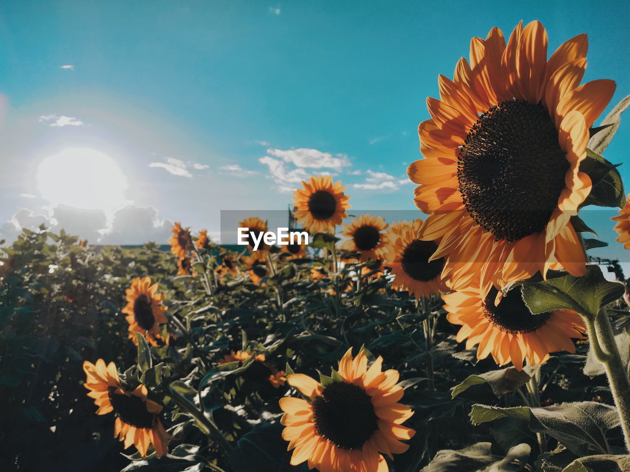 CLOSE-UP OF SUNFLOWERS AGAINST SKY