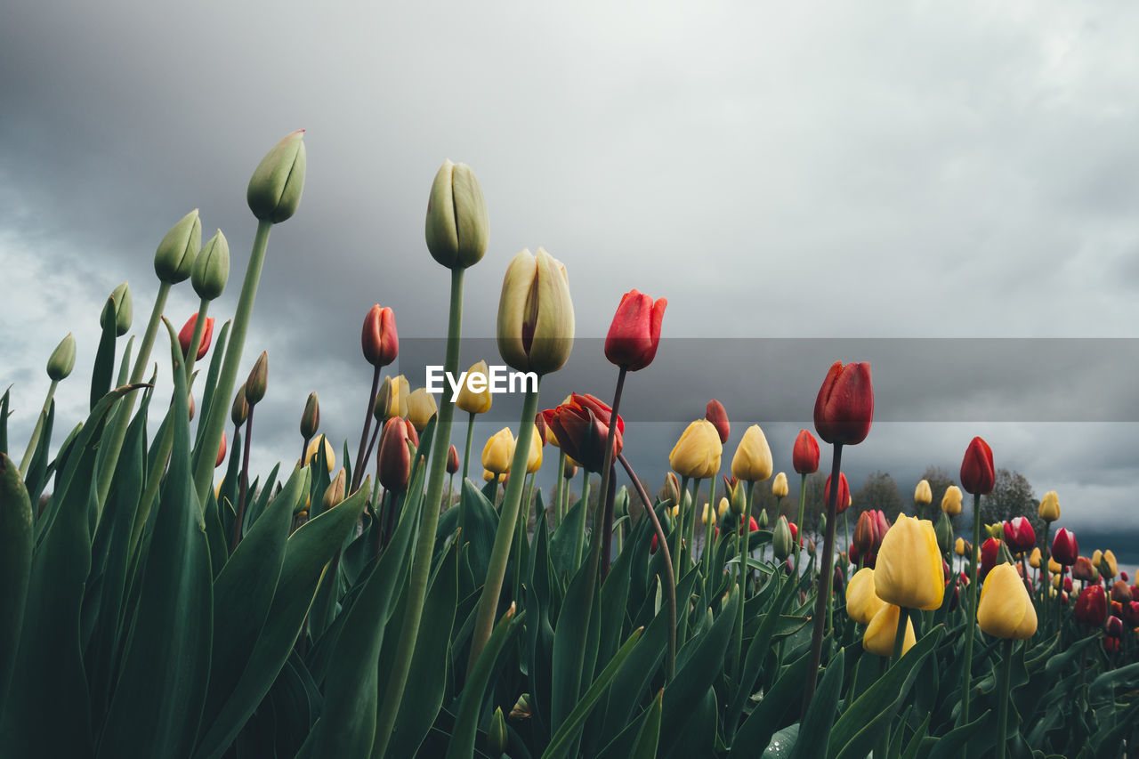 Low angle view of tulips growing against cloudy sky