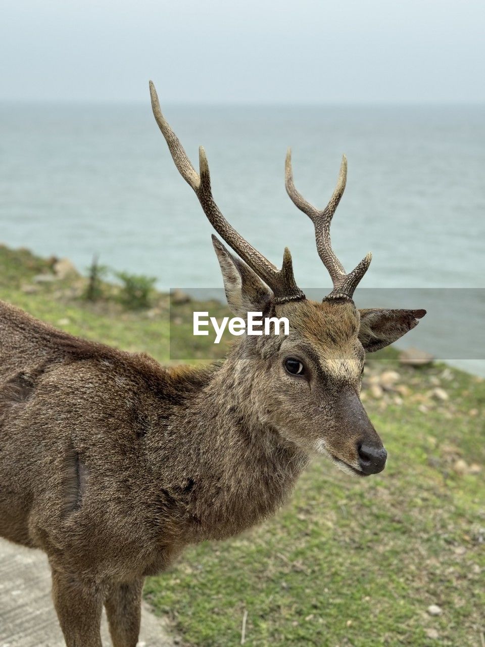 portrait of deer on field