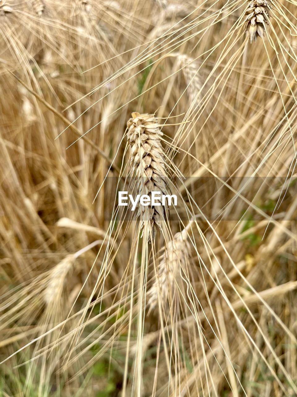 Close-up of wheat growing on field