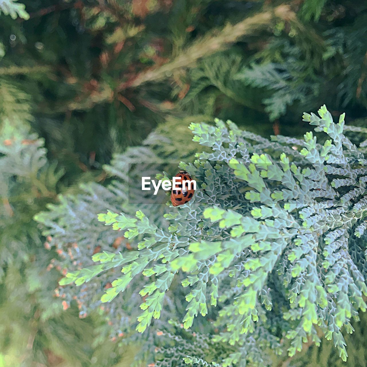 Close-up of ladybug on plant