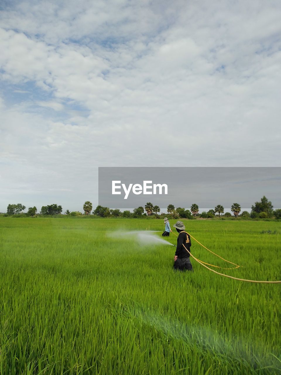 paddy field, field, landscape, agriculture, grassland, plant, rural scene, environment, land, plain, pasture, grass, sky, nature, crop, farm, meadow, cloud, rural area, green, growth, prairie, rice, rice paddy, occupation, cereal plant, scenics - nature, beauty in nature, farmer, rice - food staple, day, outdoors, tranquility, adult, working, food and drink, food, asian style conical hat, hill, tranquil scene, one person, social issues, horizon, soil, men, hat, environmental conservation