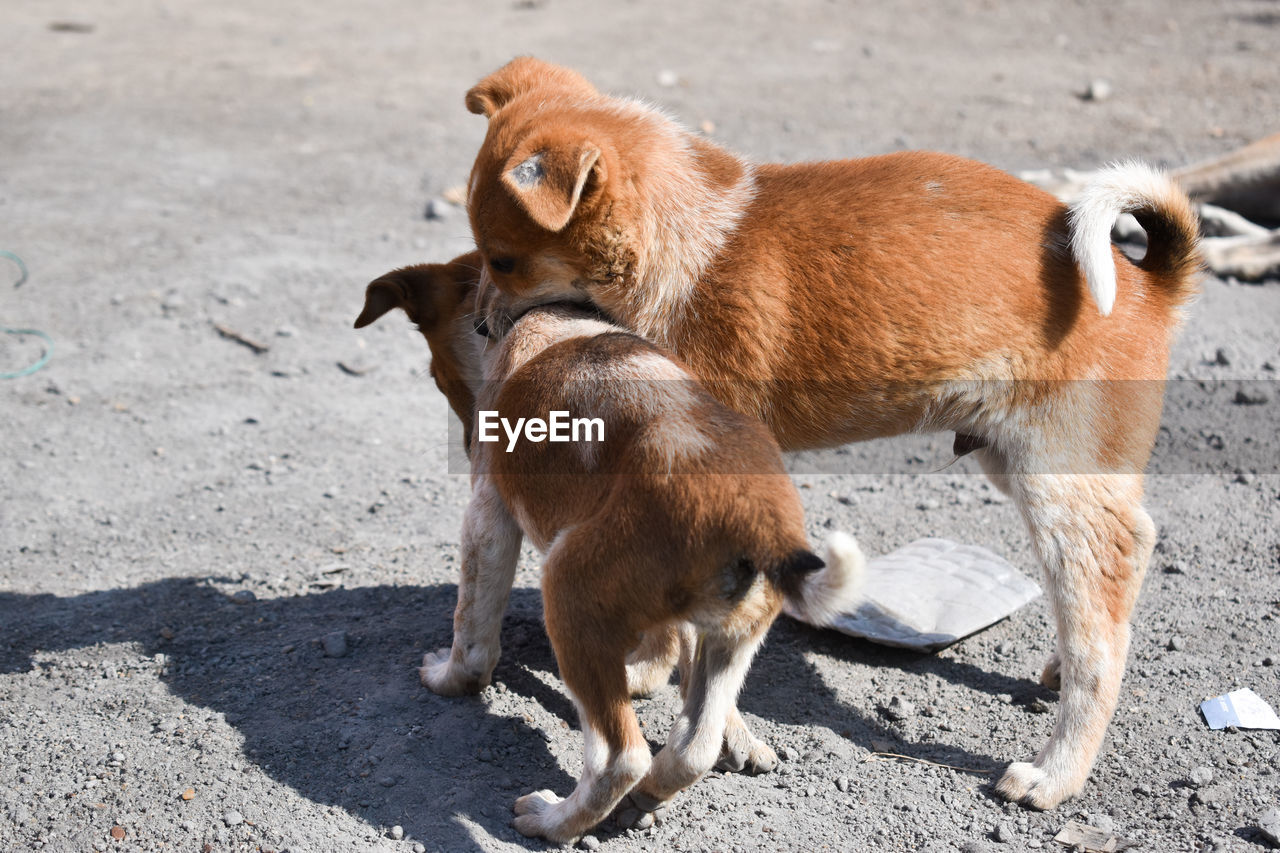 TWO DOGS ON ROAD