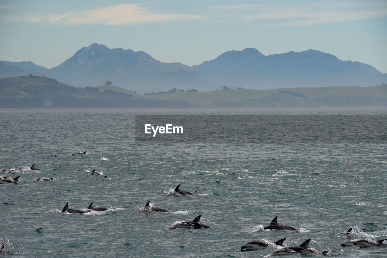 FLOCK OF BIRDS FLYING OVER SEA AGAINST MOUNTAINS