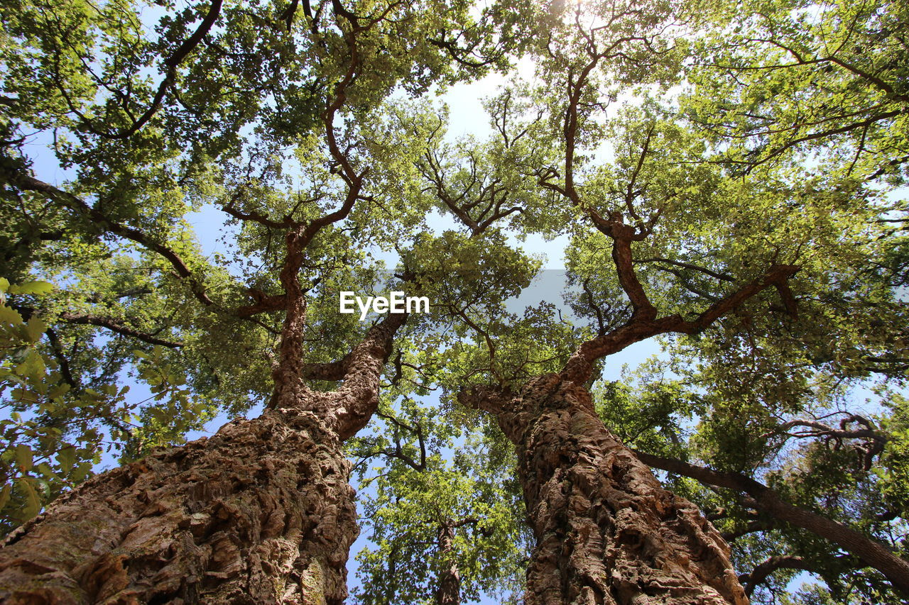 Low angle view of trees in forest