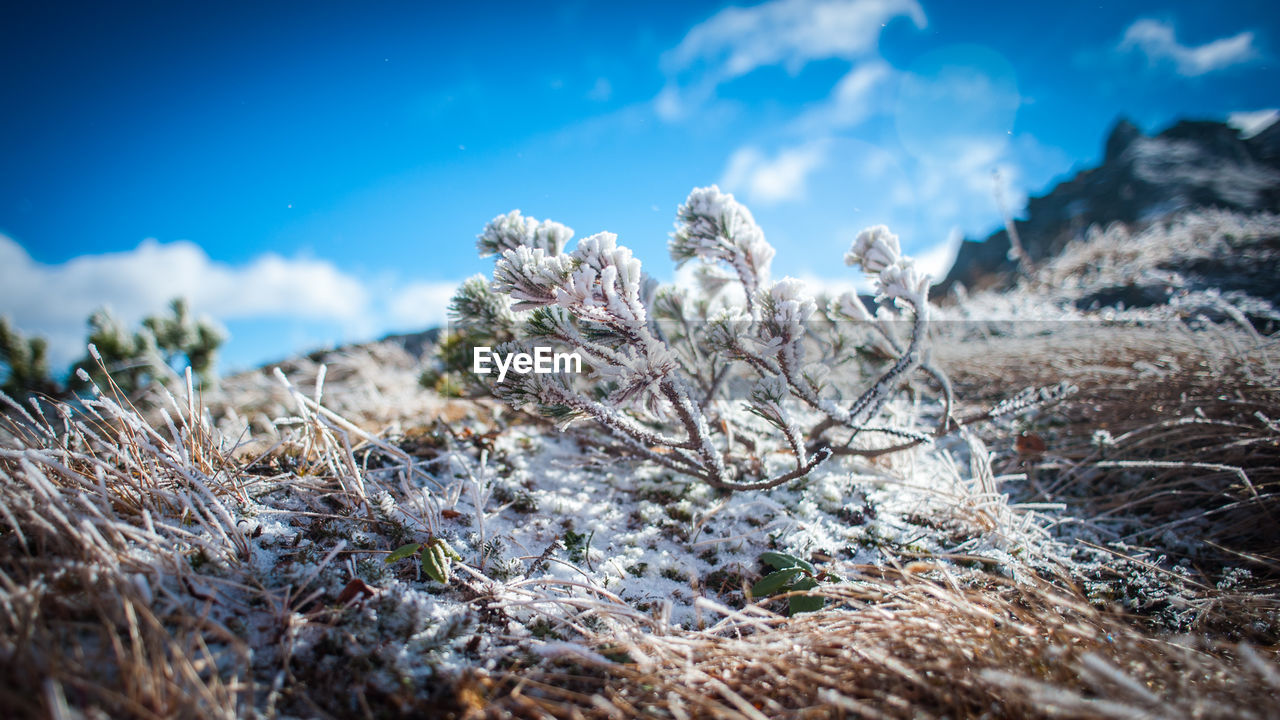 Close-up of plants on field against blue sky