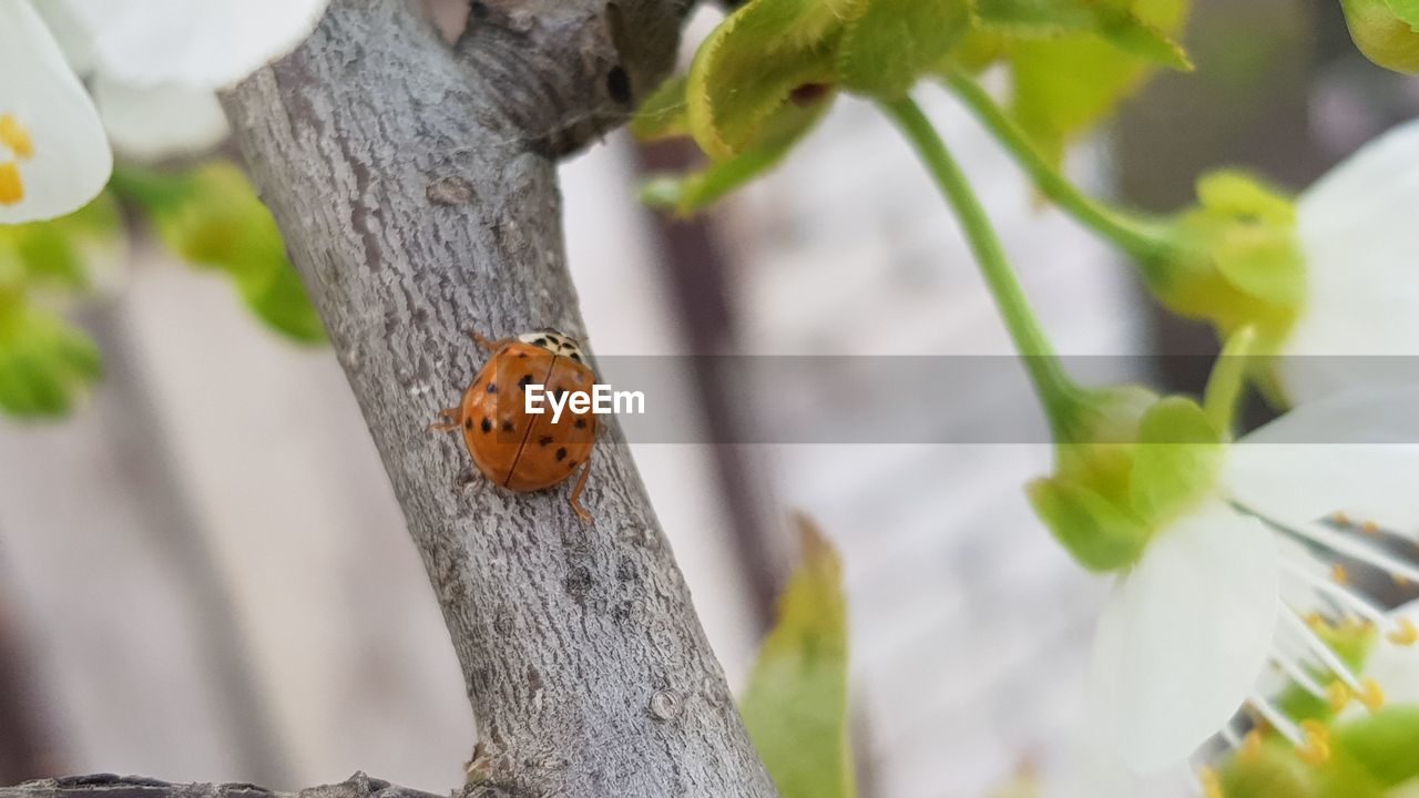 CLOSE-UP OF LADYBUG ON TREE