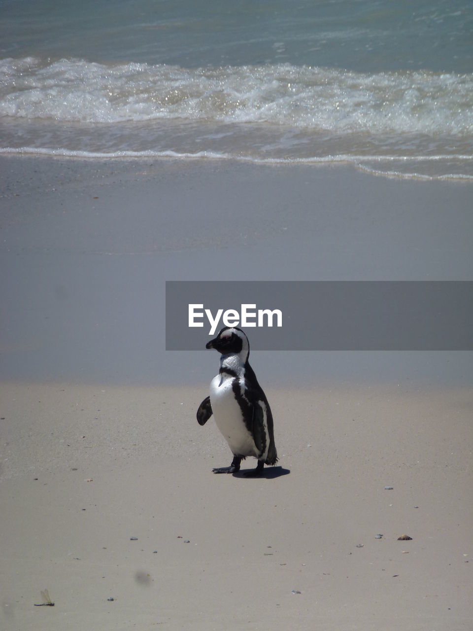 View of penguin on beach