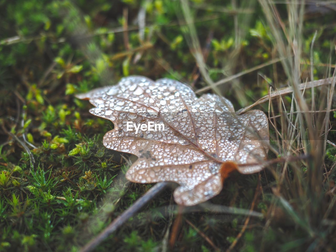 CLOSE-UP OF MUSHROOM GROWING ON FIELD