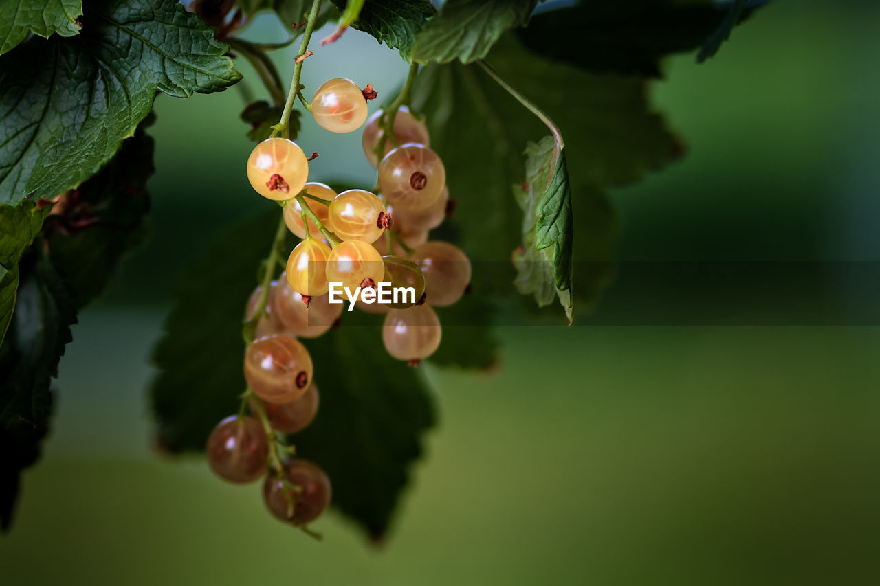 White currant berries glow in the sunshine in a garden at the northern finland. 