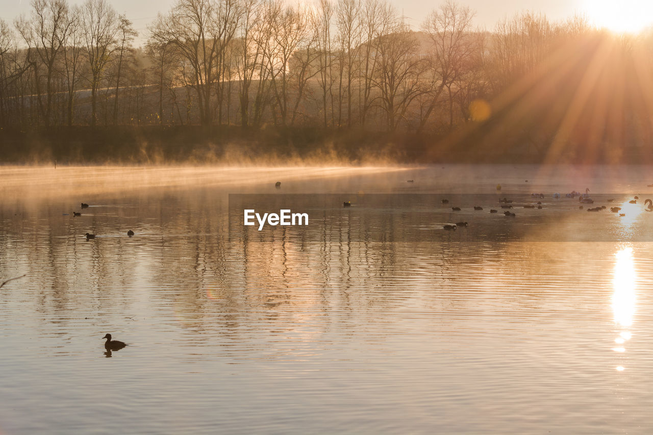 SWANS SWIMMING IN LAKE AGAINST SKY DURING SUNSET