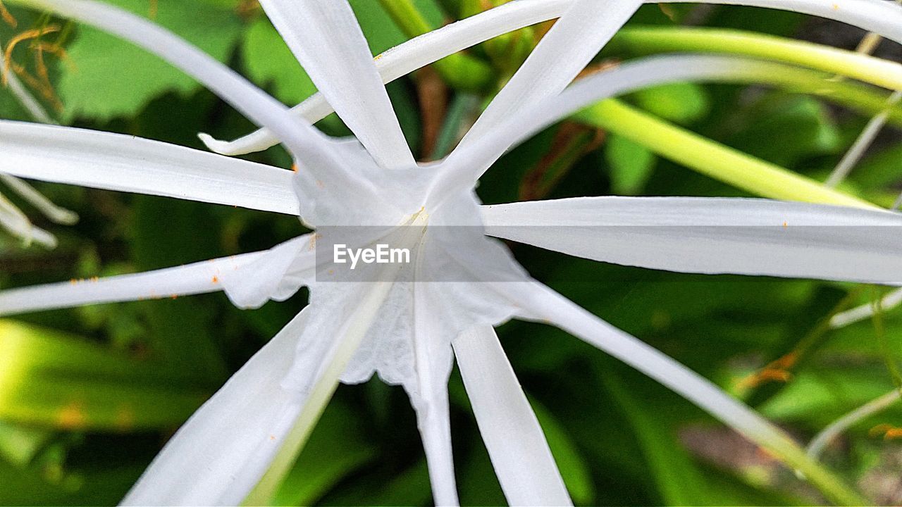 CLOSE-UP OF FLOWERS