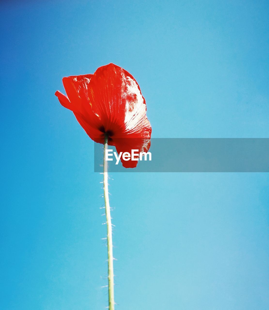 Close-up of red flower against blue sky