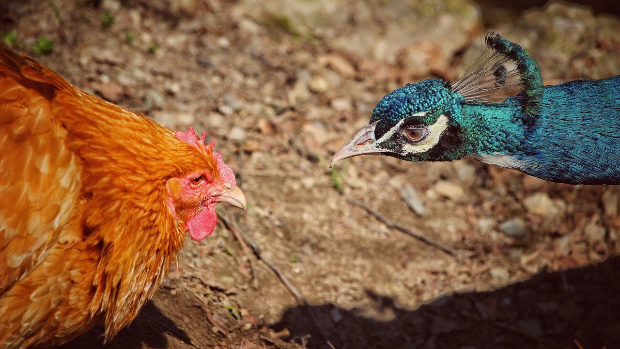 Close-up of rooster