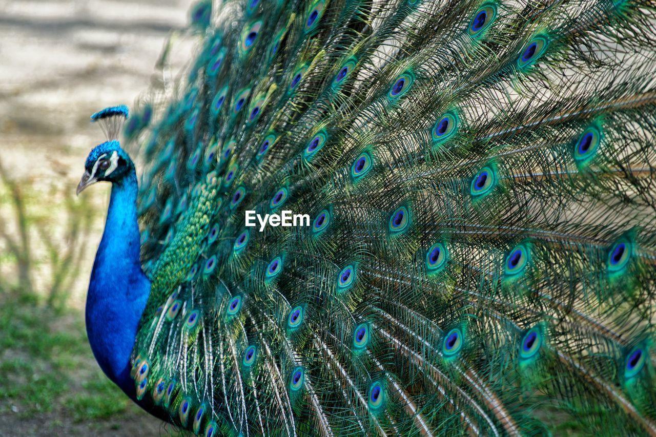 cropped hand of peacock