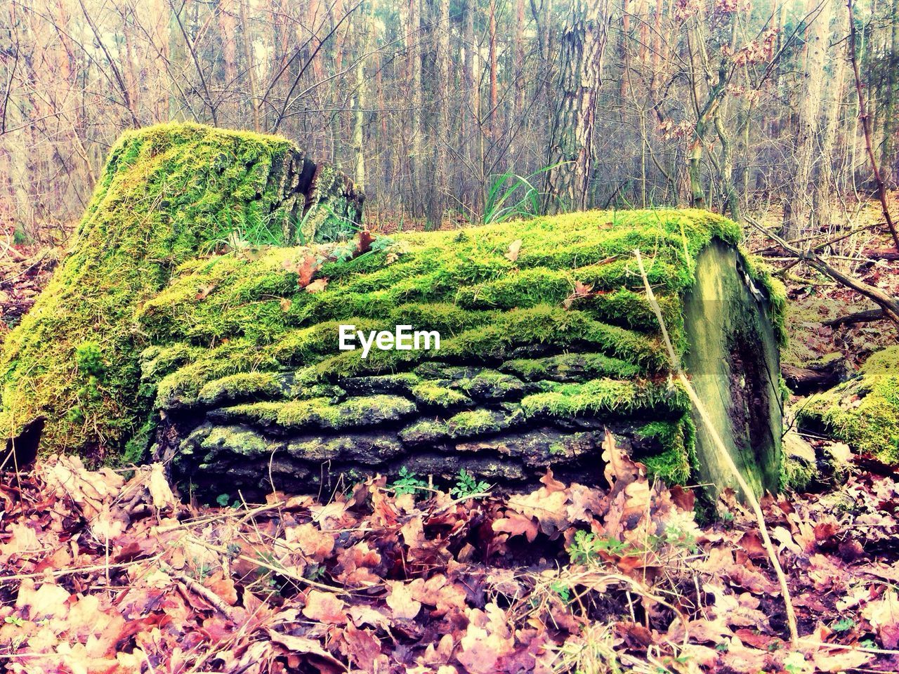 Moss on old tree in forest