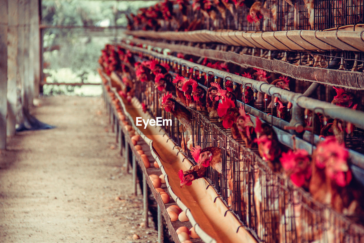 Interior of chicken pen